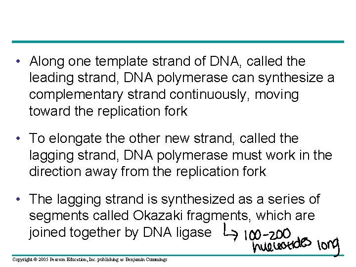  • Along one template strand of DNA, called the leading strand, DNA polymerase