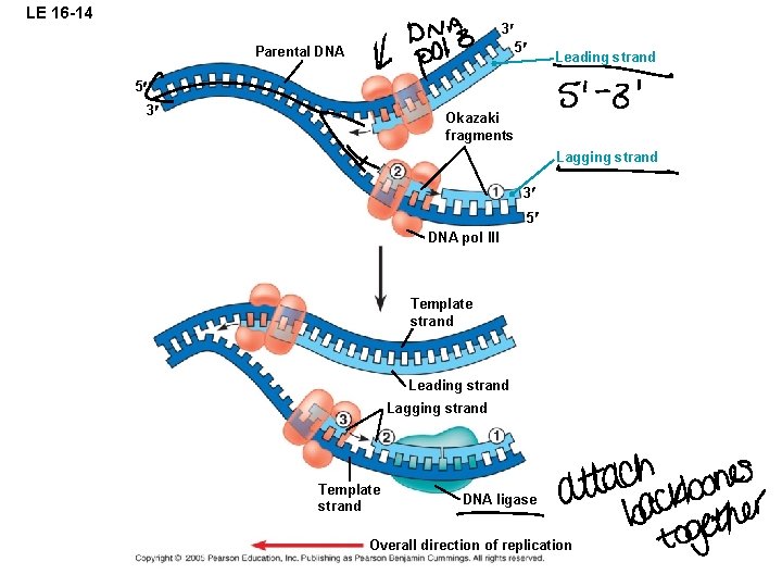 LE 16 -14 3 5 Parental DNA Leading strand 5 3 Okazaki fragments Lagging