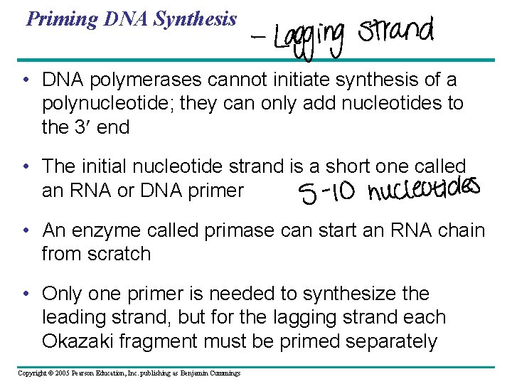 Priming DNA Synthesis • DNA polymerases cannot initiate synthesis of a polynucleotide; they can