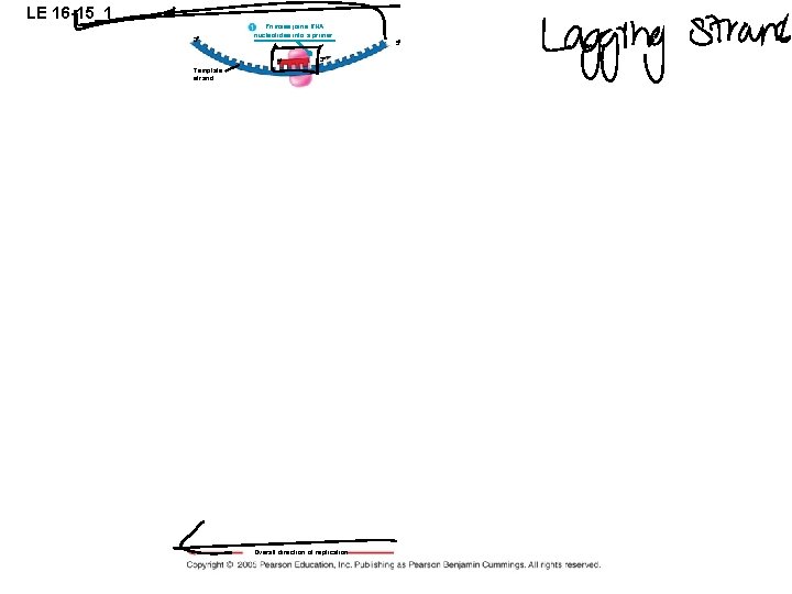 LE 16 -15_1 3 Primase joins RNA nucleotides into a primer. 5 5 3