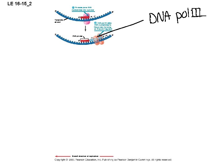 LE 16 -15_2 3 Primase joins RNA nucleotides into a primer. 5 5 Template