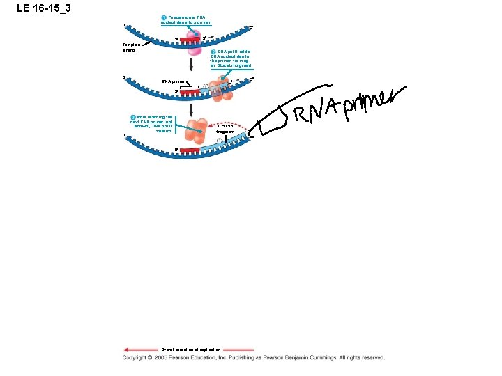 LE 16 -15_3 Primase joins RNA nucleotides into a primer. 3 5 5 Template