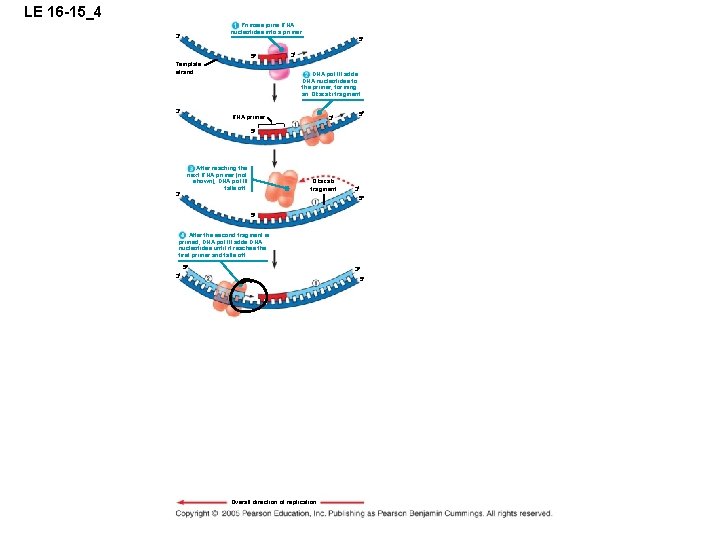 LE 16 -15_4 Primase joins RNA nucleotides into a primer. 3 5 5 Template