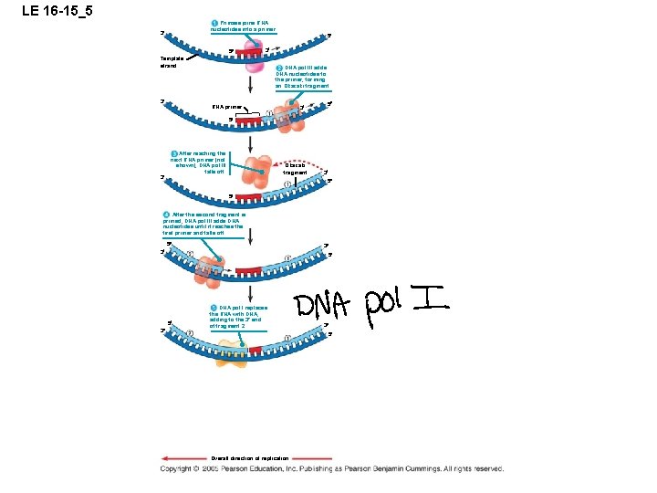 LE 16 -15_5 Primase joins RNA nucleotides into a primer. 3 5 5 3