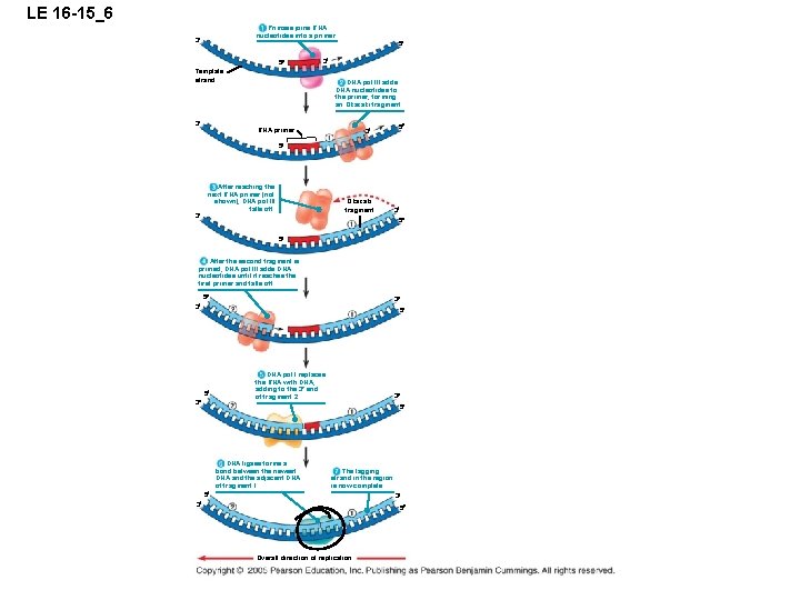 LE 16 -15_6 Primase joins RNA nucleotides into a primer. 3 5 5 3