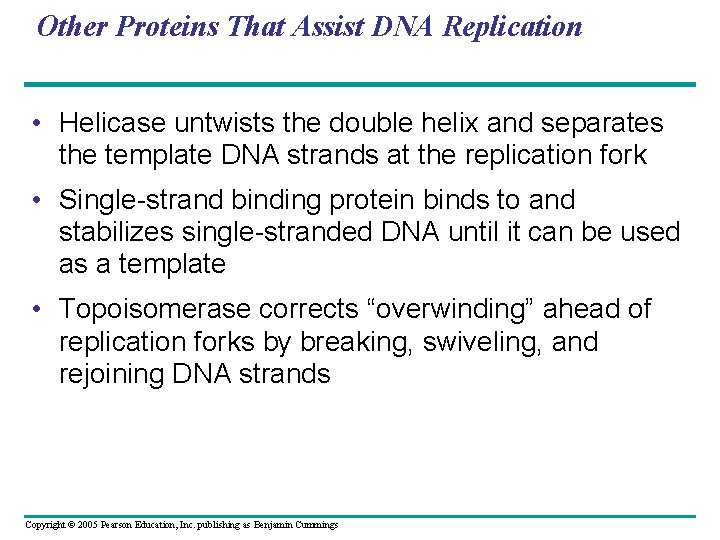 Other Proteins That Assist DNA Replication • Helicase untwists the double helix and separates