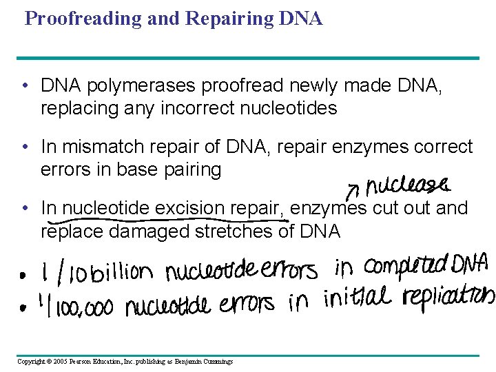 Proofreading and Repairing DNA • DNA polymerases proofread newly made DNA, replacing any incorrect