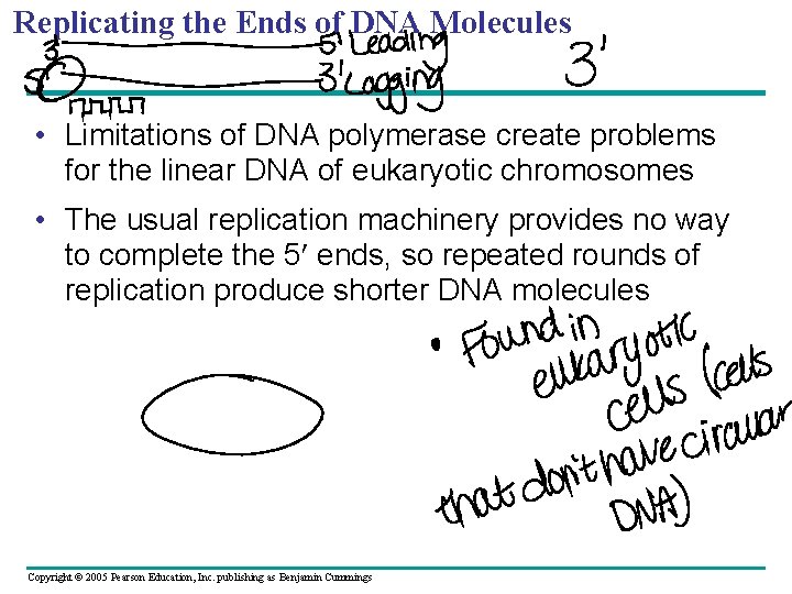 Replicating the Ends of DNA Molecules • Limitations of DNA polymerase create problems for