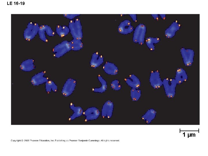 LE 16 -19 1 µm 