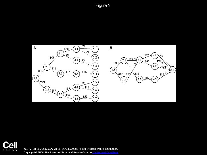 Figure 2 The American Journal of Human Genetics 2006 78903 -913 DOI: (10. 1086/503876)