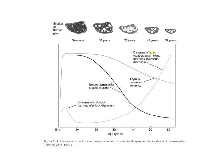 % of Degeneration of Thymus 