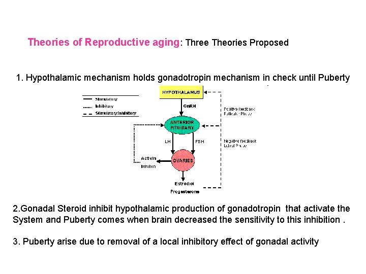 Theories of Reproductive aging: Three Theories Proposed 1. Hypothalamic mechanism holds gonadotropin mechanism in