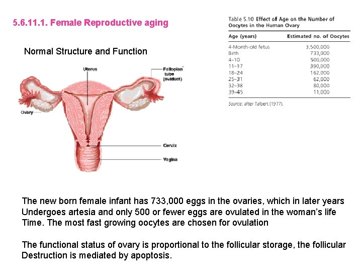 5. 6. 11. 1. Female Reproductive aging Normal Structure and Function The new born