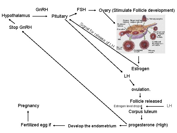 FSH Gn. RH Hypothalamus Stop Gn. RH Ovary (Stimulate Follicle development) Pituitary Si gn