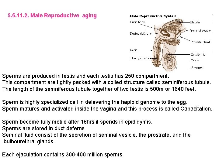 5. 6. 11. 2. Male Reproductive aging Sperms are produced in testis and each