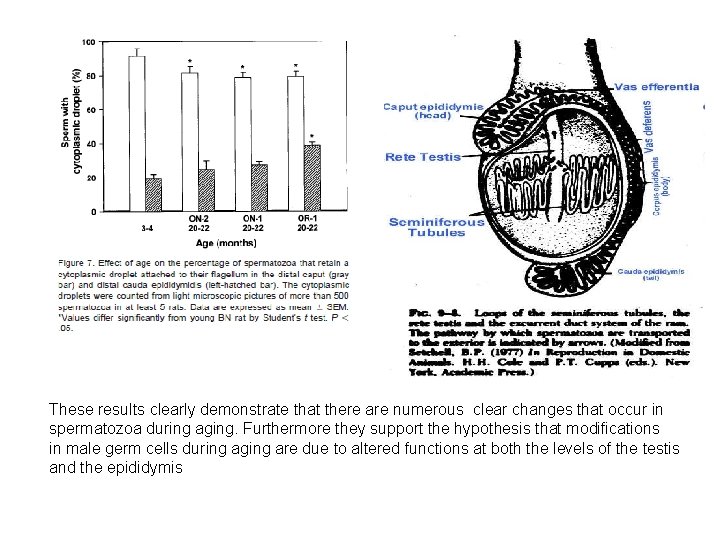 These results clearly demonstrate that there are numerous clear changes that occur in spermatozoa