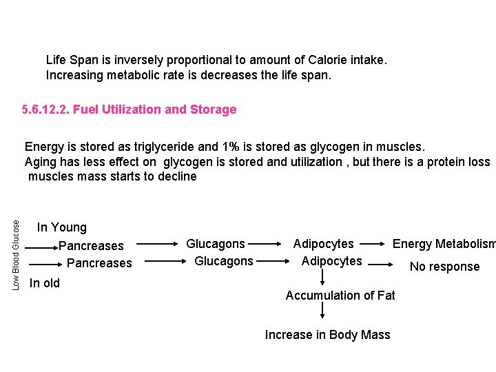 Life Span is inversely proportional to amount of Calorie intake. Increasing metabolic rate is