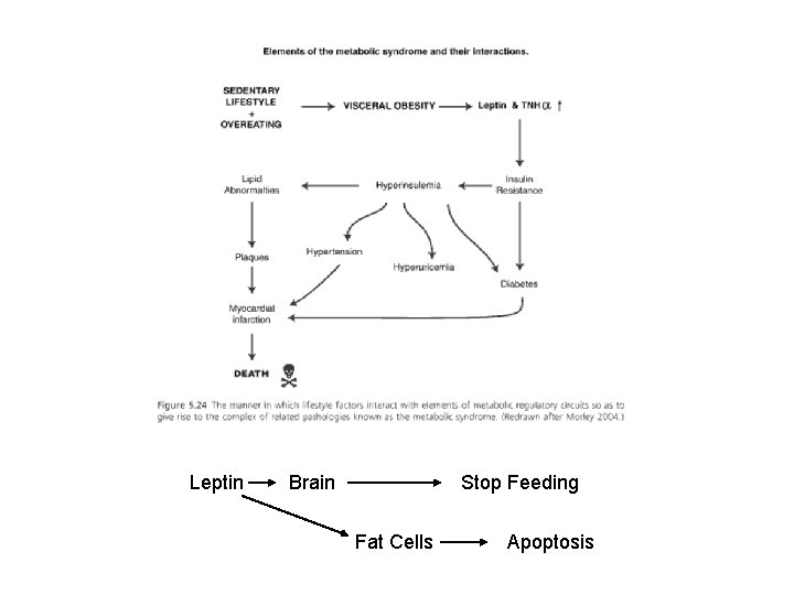 Leptin Brain Stop Feeding Fat Cells Apoptosis 