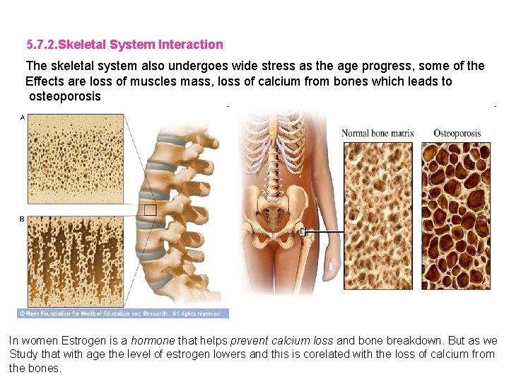 5. 7. 2. Skeletal System Interaction The skeletal system also undergoes wide stress as