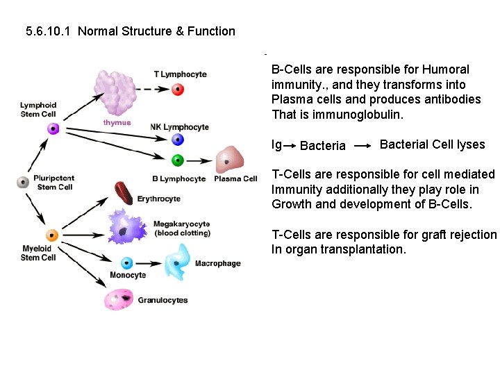 5. 6. 10. 1 Normal Structure & Function B-Cells are responsible for Humoral immunity.