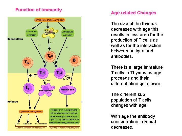 Function of immunity Age related Changes The size of the thymus decreases with age