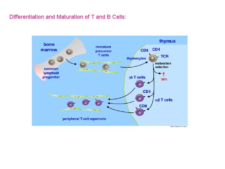 Differentiation and Maturation of T and B Cells: 