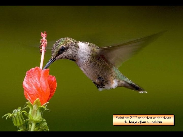 Existem 322 espécies conhecidas de beija-flor ou colibri. 