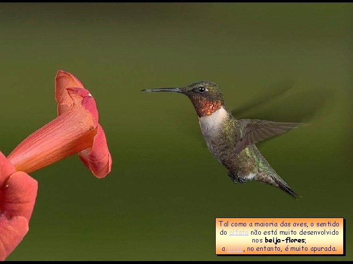 Tal como a maioria das aves, o sentido do olfato não está muito desenvolvido