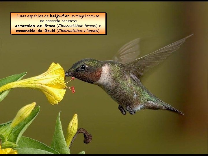 Duas espécies de beija-flor extinguiram-se no passado recente: esmeralda-de-Brace (Chlorostilbon bracei) e esmeralda-de-Gould (Chlorostilbon