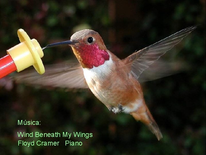 Música: Wind Beneath My Wings Floyd Cramer Piano 