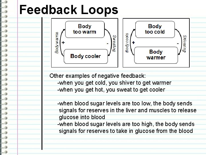 Feedback Loops Other examples of negative feedback: -when you get cold, you shiver to
