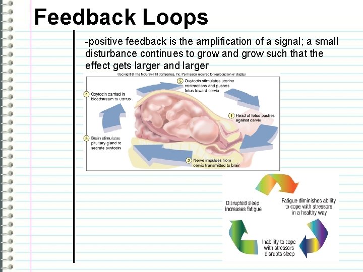 Feedback Loops -positive feedback is the amplification of a signal; a small disturbance continues