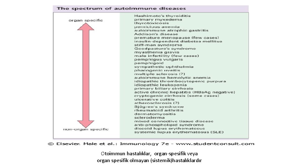 Otoimmun hastalıklar, organ-spesifik veya organ spesifik olmayan (sistemik)hastalıklardır 