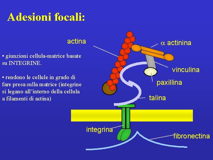 Adesioni focali: actina a actinina • giunzioni cellula-matrice basate su INTEGRINE. vinculina • rendono