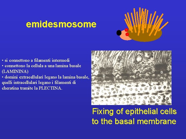 emidesmosome • si connettono a filamenti intermedi • connettono la cellula a una lamina
