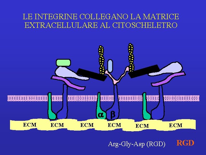 LE INTEGRINE COLLEGANO LA MATRICE EXTRACELLULARE AL CITOSCHELETRO ECM ECM ECM Arg-Gly-Asp (RGD) ECM