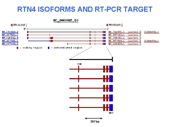 RTN 4 ISOFORMS AND RT-PCR TARGET 397 bp 