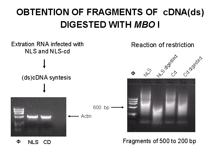 OBTENTION OF FRAGMENTS OF c. DNA(ds) DIGESTED WITH MBO I Extration RNA infected with