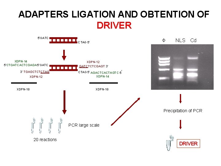 ADAPTERS LIGATION AND OBTENTION OF DRIVER 5’GATC Φ CTAG 5’ XDPN-14 5’CTGATCACTCGAGA 5’GATC 3’