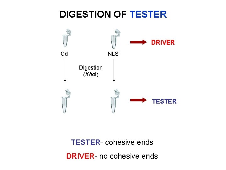 DIGESTION OF TESTER DRIVER Cd NLS Digestion (Xho. I) TESTER- cohesive ends DRIVER- no