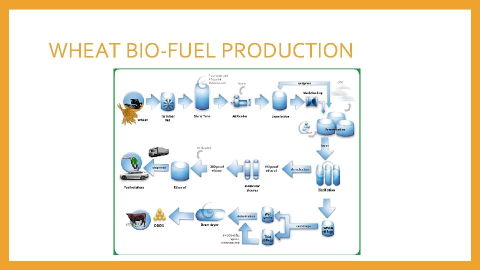WHEAT BIO-FUEL PRODUCTION 