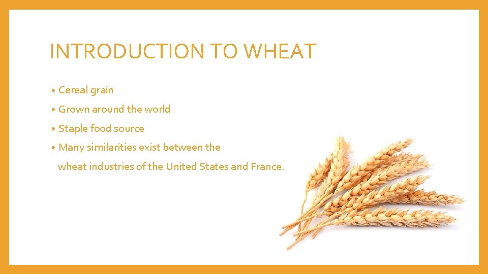 INTRODUCTION TO WHEAT • Cereal grain • Grown around the world • Staple food