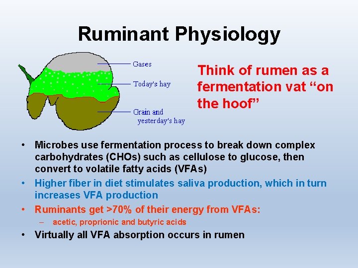 Ruminant Physiology Think of rumen as a fermentation vat “on the hoof” • Microbes