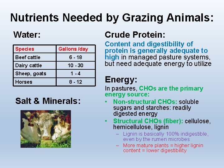 Nutrients Needed by Grazing Animals: Water: Species Crude Protein: Gallons /day Beef cattle 6