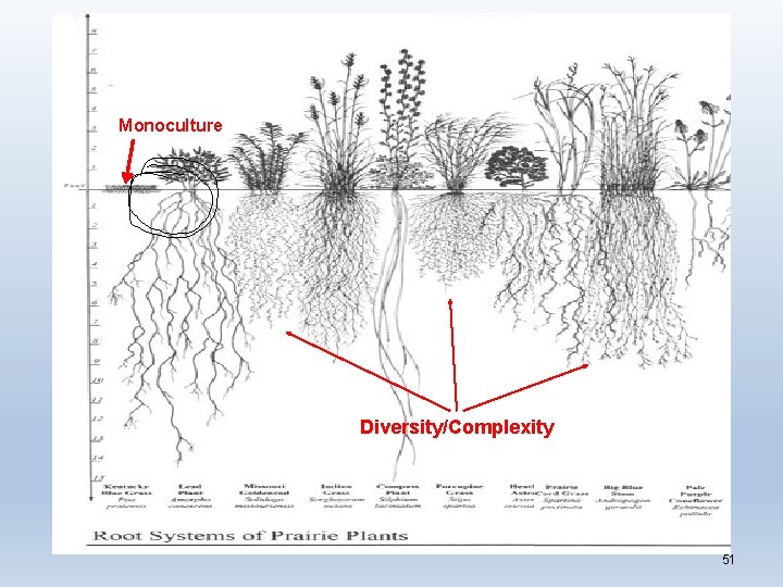 Monoculture Diversity/Complexity 51 