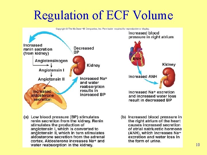 Regulation of ECF Volume 10 