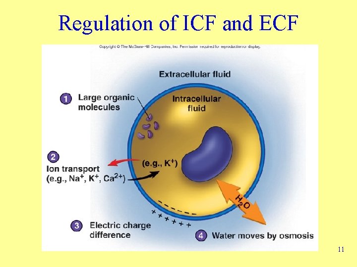 Regulation of ICF and ECF 11 