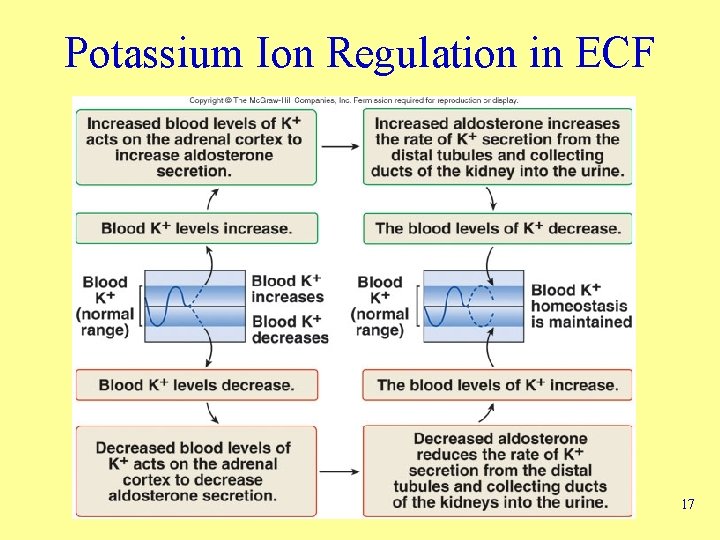 Potassium Ion Regulation in ECF 17 