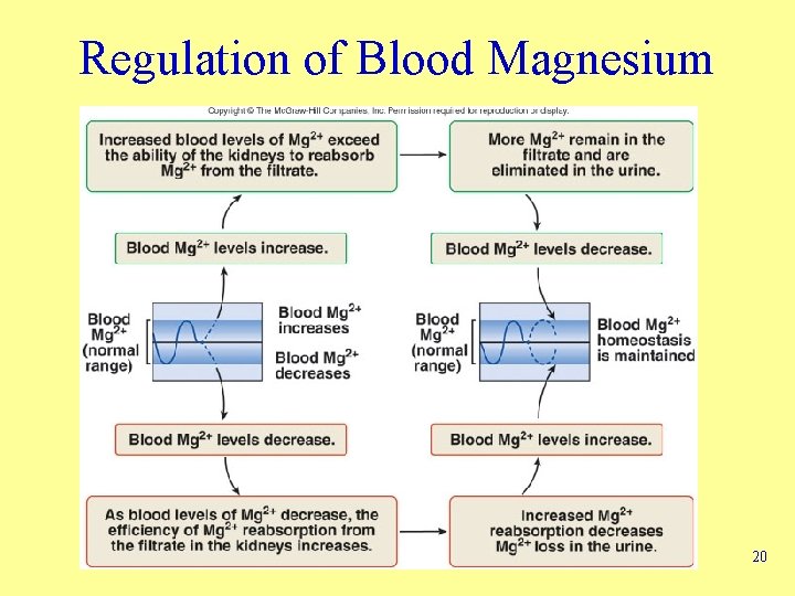 Regulation of Blood Magnesium 20 