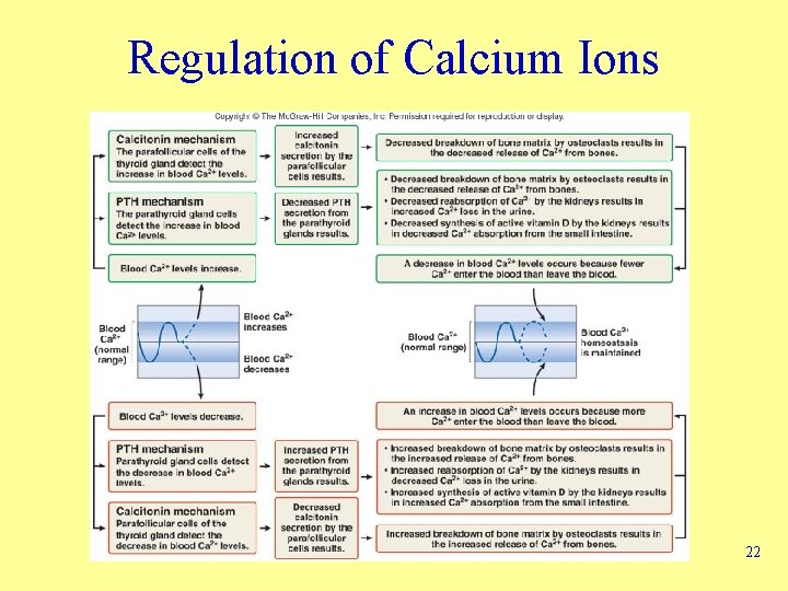 Regulation of Calcium Ions 22 